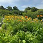 ヒメ日記 2026/04/21 11:20 投稿 神崎さき 五十路マダムエクスプレス横浜店（カサブランカグループ）