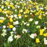 ヒメ日記 2026/04/26 13:40 投稿 神崎さき 五十路マダムエクスプレス横浜店（カサブランカグループ）