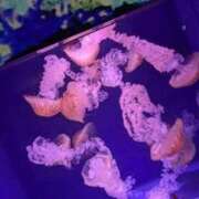 ヒメ日記 2025/07/01 23:02 投稿 ノア Club Hearts