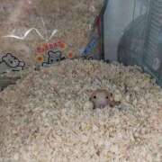 ヒメ日記 2025/08/09 16:00 投稿 ノア Club Hearts