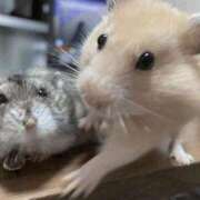 ヒメ日記 2025/09/07 23:46 投稿 ノア Club Hearts