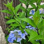 ヒメ日記 2025/05/19 12:51 投稿 森沢　ゆりあ 川崎南町人妻高級ソープ エル・カーヒル(ELCURHIL)秘密の刻