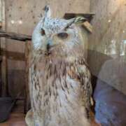 ヒメ日記 2025/04/09 18:28 投稿 いぶき えすぽちゃーる