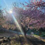 ヒメ日記 2025/03/08 14:21 投稿 さくら 熟女の風俗最終章 相模原店