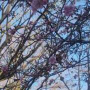 ヒメ日記 2025/02/26 07:47 投稿 さくら 熟女の風俗最終章 町田店