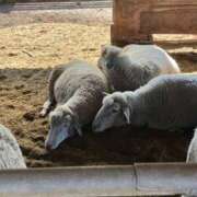 ヒメ日記 2025/10/05 16:01 投稿 ♡ナァ♡ ラブ♡エル