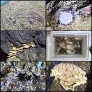 ヒメ日記 2025/10/04 01:19 投稿 あむ 石川小松ちゃんこ