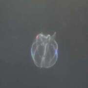 ヒメ日記 2025/10/14 09:39 投稿 あむ 石川小松ちゃんこ