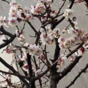 ヒメ日記 2025/04/05 18:35 投稿 マオ 池袋デリヘル倶楽部