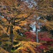 ヒメ日記 2025/11/30 00:22 投稿 新人・ゆき☆不思議なくらいスキ シャブール