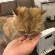 ヒメ日記 2026/02/26 14:23 投稿 新人・ゆき☆不思議なくらいスキ シャブール