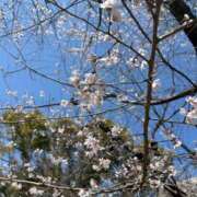 ヒメ日記 2026/03/21 14:45 投稿 新人・ゆき☆不思議なくらいスキ シャブール