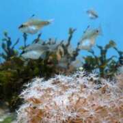 ヒメ日記 2025/05/18 04:31 投稿 りのん 鹿児島ちゃんこ 天文館店