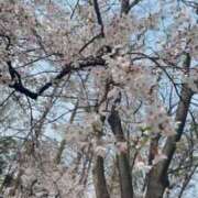 ヒメ日記 2025/04/16 13:48 投稿 ゆず スピードエコ難波店