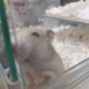 ヒメ日記 2024/12/12 16:52 投稿 なゆ ルネッサンス