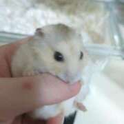 ヒメ日記 2025/01/12 16:25 投稿 なゆ ルネッサンス