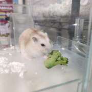 ヒメ日記 2025/02/18 18:19 投稿 なゆ ルネッサンス