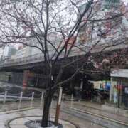 ヒメ日記 2025/03/20 11:14 投稿 なゆ ルネッサンス