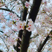 ヒメ日記 2025/03/30 07:01 投稿 すいれん ビギナーズ神戸