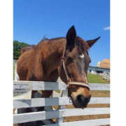 ヒメ日記 2025/04/29 21:30 投稿 りほ バッドカンパニー水戸