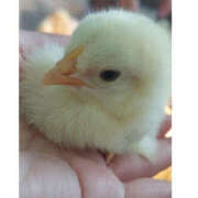 ヒメ日記 2025/06/18 20:01 投稿 りほ バッドカンパニー水戸