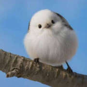 ヒメ日記 2026/01/23 11:20 投稿 りほ バッドカンパニー水戸