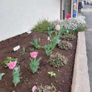 ヒメ日記 2025/04/24 08:19 投稿 とうか ウルトラハピネス