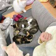 ヒメ日記 2025/04/18 00:29 投稿 ゆま 完熟ばなな新宿