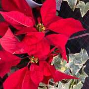 ヒメ日記 2024/12/11 19:24 投稿 天海佑梨 プレジデントハウス