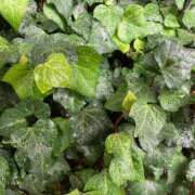 ヒメ日記 2024/12/19 19:07 投稿 天海佑梨 プレジデントハウス