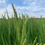 ヒメ日記 2024/12/20 19:23 投稿 天海佑梨 プレジデントハウス