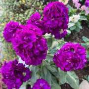 ヒメ日記 2024/12/26 10:35 投稿 天海佑梨 プレジデントハウス