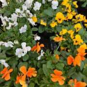 ヒメ日記 2025/01/16 10:46 投稿 天海佑梨 プレジデントハウス