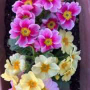 ヒメ日記 2025/01/29 18:35 投稿 天海佑梨 プレジデントハウス