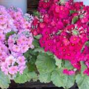 ヒメ日記 2025/02/27 19:21 投稿 天海佑梨 プレジデントハウス