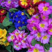 ヒメ日記 2025/03/01 17:41 投稿 天海佑梨 プレジデントハウス