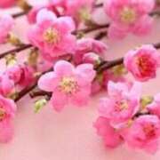 ヒメ日記 2025/03/02 07:58 投稿 天海佑梨 プレジデントハウス