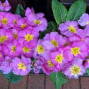 ヒメ日記 2025/03/10 17:07 投稿 天海佑梨 プレジデントハウス