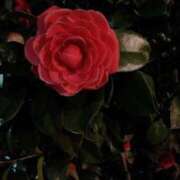 ヒメ日記 2025/03/16 16:43 投稿 天海佑梨 プレジデントハウス