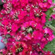 ヒメ日記 2025/03/23 17:16 投稿 天海佑梨 プレジデントハウス