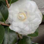 ヒメ日記 2025/03/24 17:44 投稿 天海佑梨 プレジデントハウス