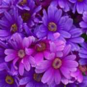 ヒメ日記 2025/04/04 11:09 投稿 天海佑梨 プレジデントハウス