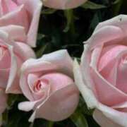 ヒメ日記 2025/04/12 07:16 投稿 天海佑梨 プレジデントハウス