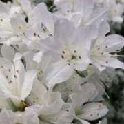 ヒメ日記 2025/04/17 21:47 投稿 天海佑梨 プレジデントハウス