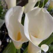 ヒメ日記 2025/05/22 06:50 投稿 天海佑梨 プレジデントハウス