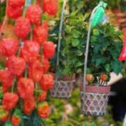 ヒメ日記 2025/07/09 10:06 投稿 天海佑梨 プレジデントハウス