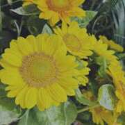 ヒメ日記 2025/08/03 08:00 投稿 天海佑梨 プレジデントハウス