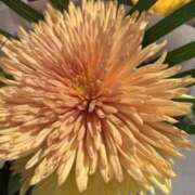 ヒメ日記 2025/08/23 19:32 投稿 天海佑梨 プレジデントハウス