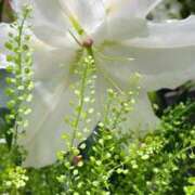 ヒメ日記 2025/08/27 09:42 投稿 天海佑梨 プレジデントハウス