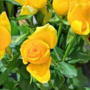 ヒメ日記 2025/09/11 18:34 投稿 天海佑梨 プレジデントハウス